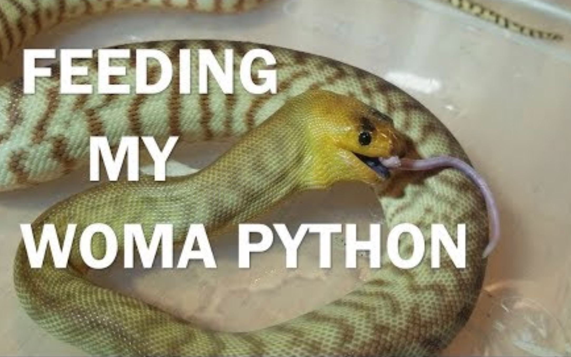 中字周五喂食日系列关于窝玛蟒的小科普feedmypetsfridaywomapython