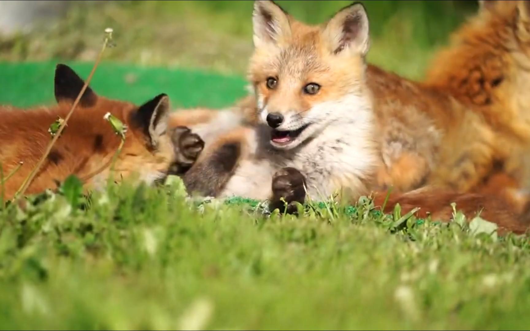 谁能拒绝三只可爱的狐狸捏