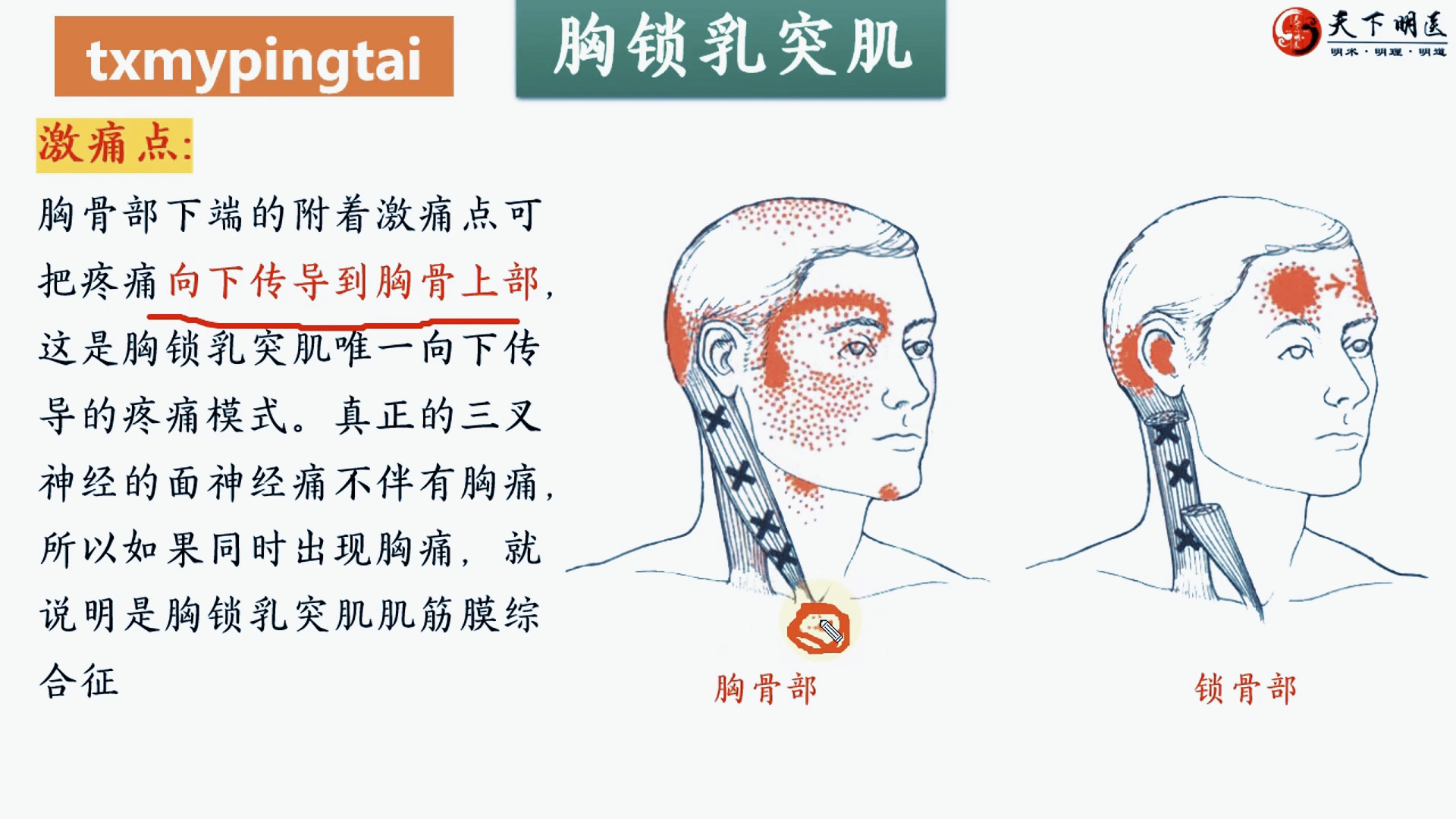 锁骨下肌起止点图片