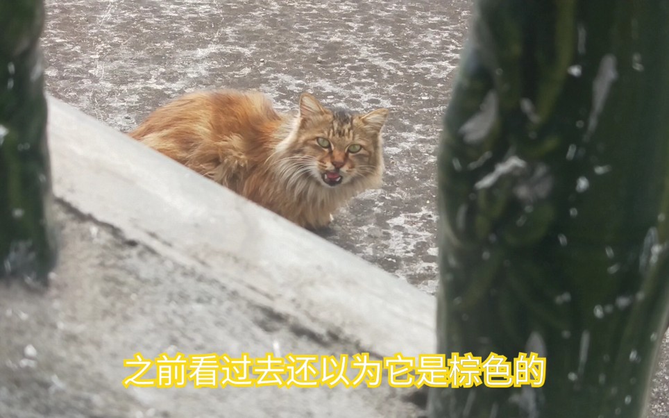 观察长毛猫(原来它是三花猫来的)哔哩哔哩bilibili