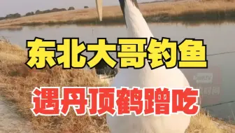 东北大哥钓鱼遇丹顶鹤蹭吃：它很聪明，钓完都喂它了