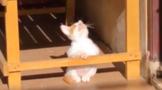 “这猫也太可爱了吧!”