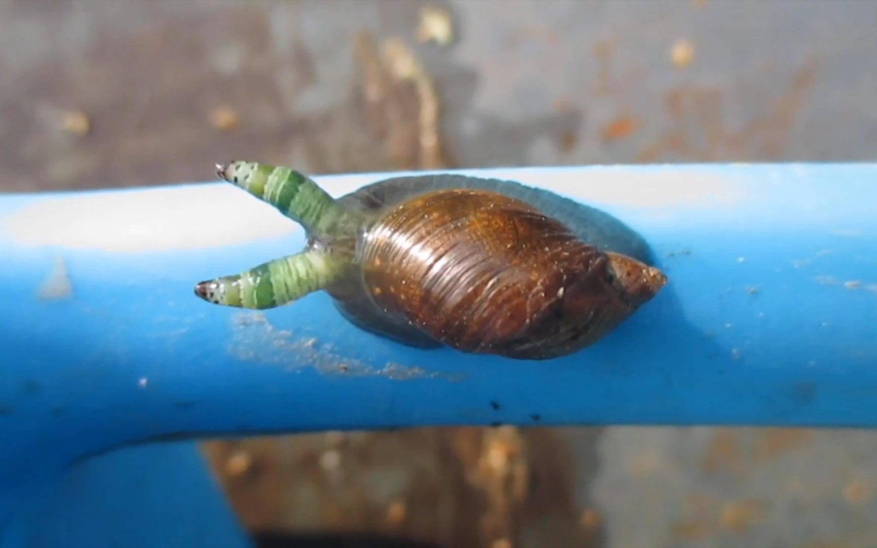 被寄生虫控制的蜗牛,身不由己啊