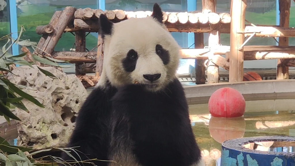 【大熊猫喜乐】吃着吃着就定格了