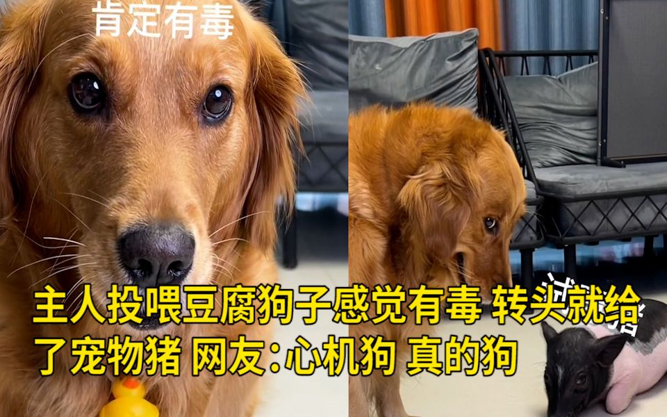 主人投喂豆腐狗子感觉有毒,转头就给了宠物猪,网友:心机狗,真的狗哔哩哔哩bilibili