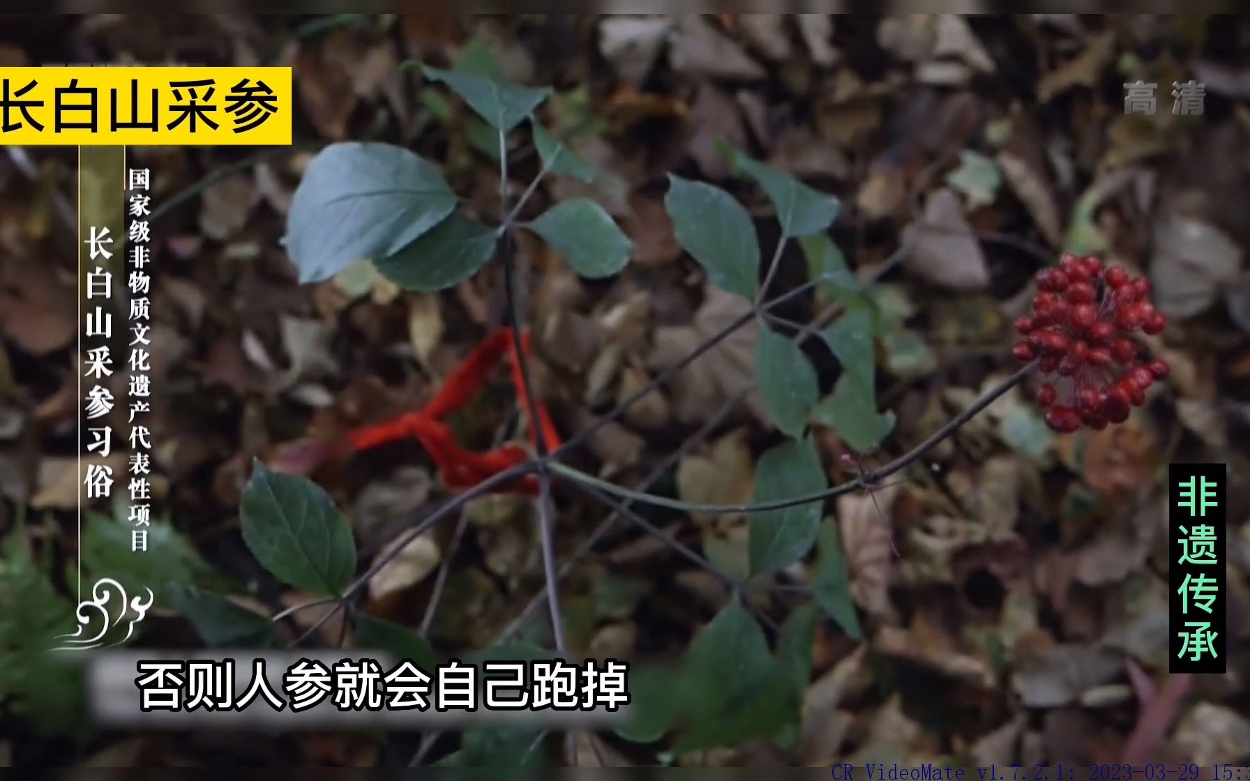 人参真的会长腿跑吗?采参人是如何在长白山挖取人参的