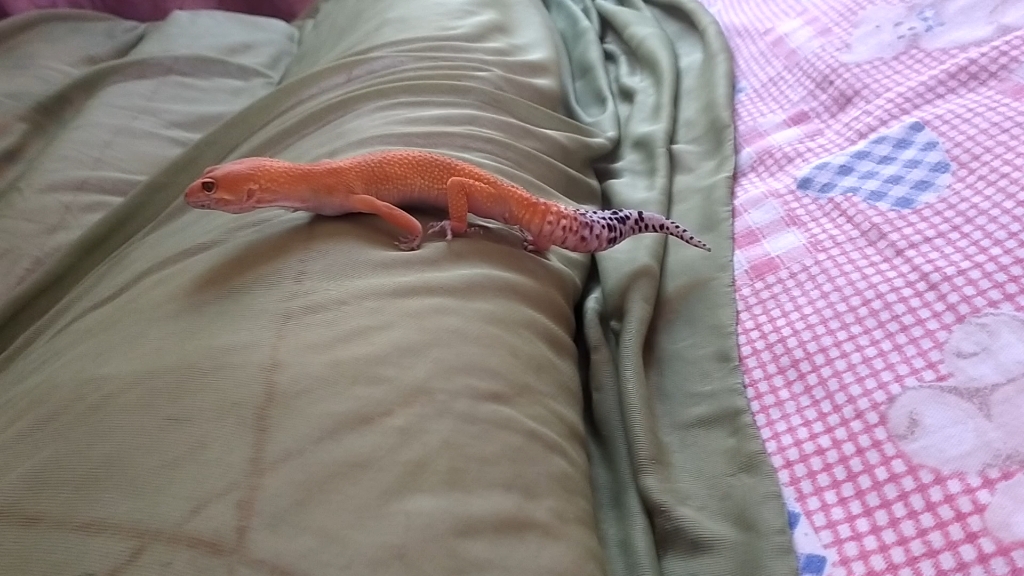 豹纹守宫萝卜or橘化