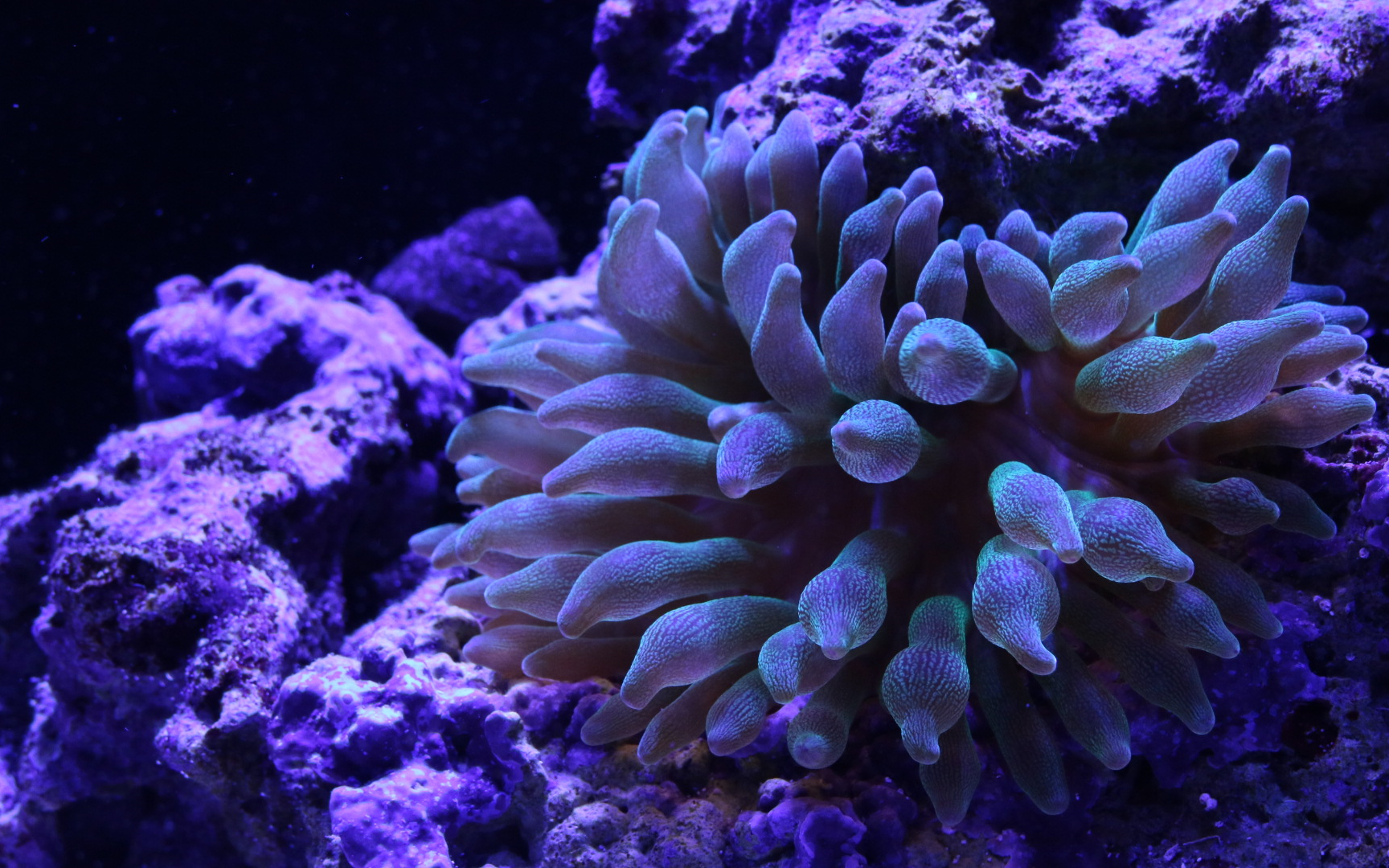 喂食の日常樱蕾篷锥海葵奶嘴海葵