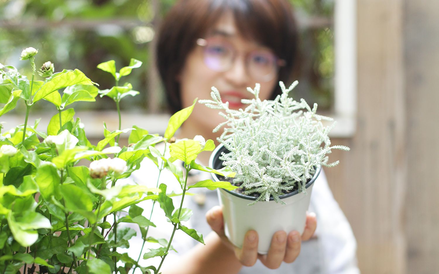 能驱蚊驱臭虫的绵杉菊,并不适合每一个人养_哔哩哔哩 (゜-゜)つロ