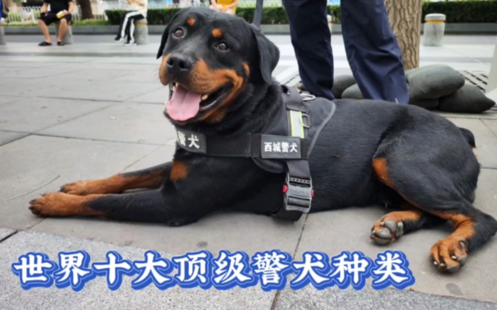 [图]"世界十大顶级警犬：保卫者与忠诚的守护者"