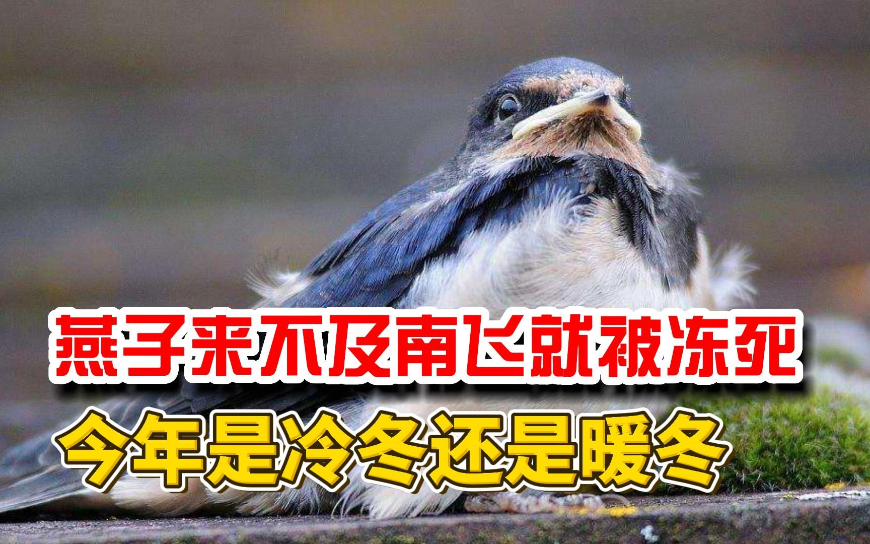 [图]北方燕子来不及南飞，就被冻死，今年是冷冬还是暖冬？