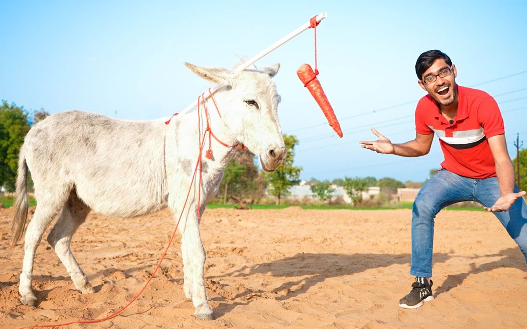 在驴的前面挂一根胡萝卜,驴会一直向前走吗?结果有些意外