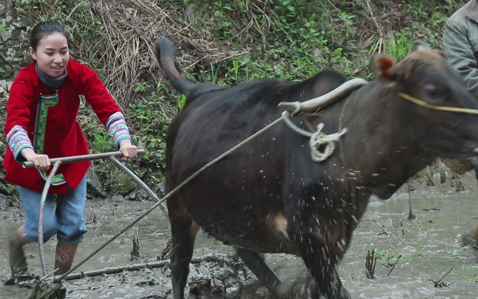 兰香今天秒变女汉子和爷爷拉牛犁田,你的家乡犁田了吗?
