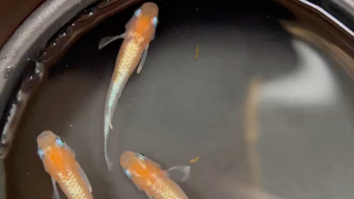 观背青鳉 青铜红白