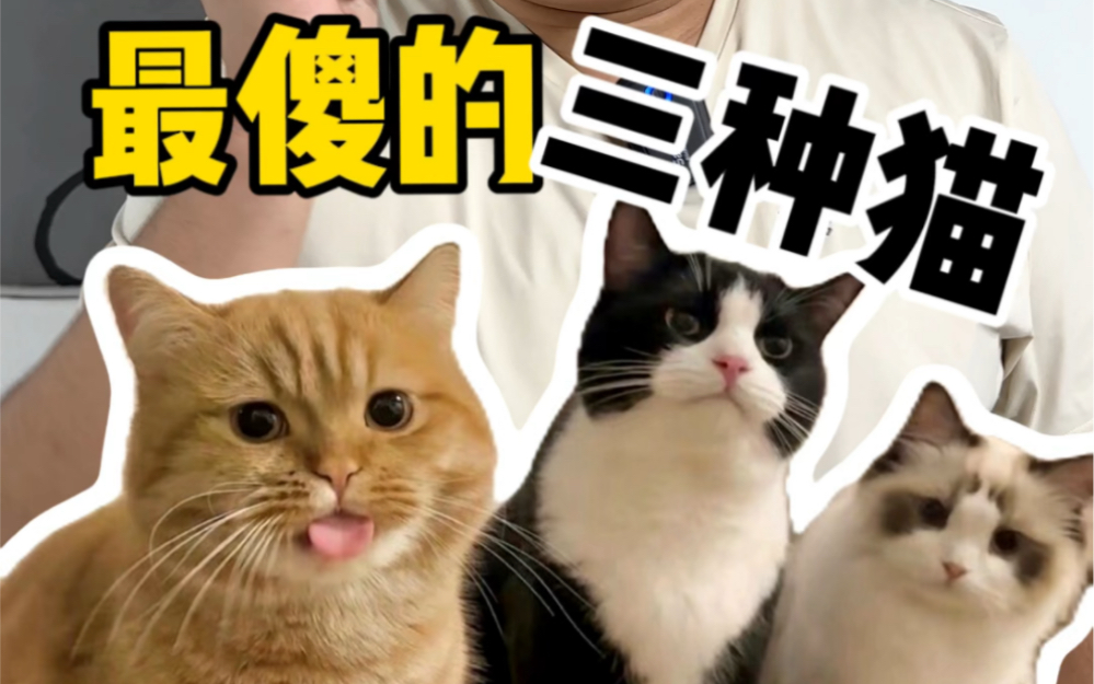 最傻的三种猫有哪些?你家猫咪排上榜没?哔哩哔哩bilibili