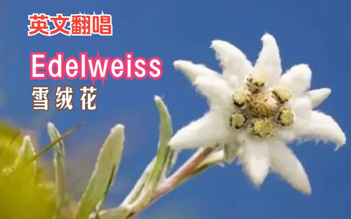 【英文歌翻唱】Edelweiss (雪绒花) 《音乐之声》主题曲,经典英文抒情歌曲哔哩哔哩bilibili