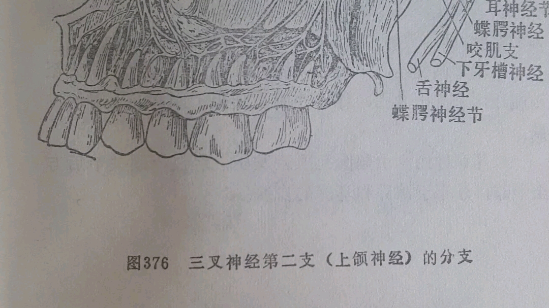 376三叉神经第二支(上颌神经)的分支哔哩哔哩bilibili