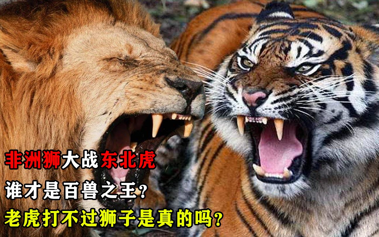 非洲狮大战东北虎,谁才是百兽之王?老虎打不过狮子是真的吗?
