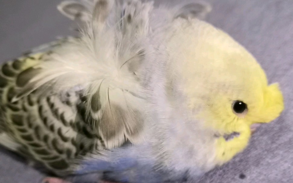 请问这是谁丢的羽衣鹦鹉?噢,原来是我的呀