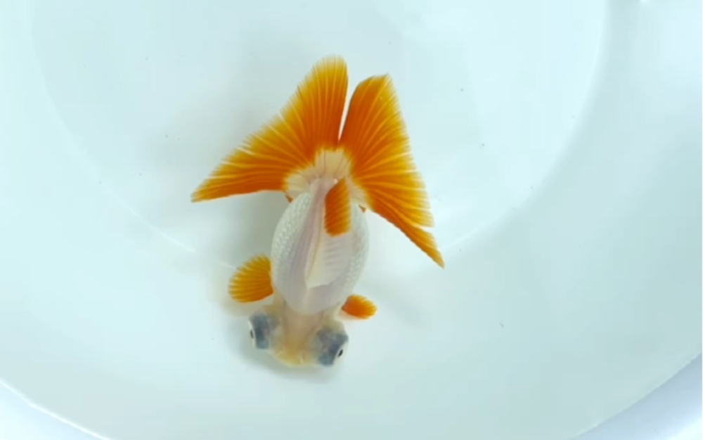 经典十二红白蝶尾