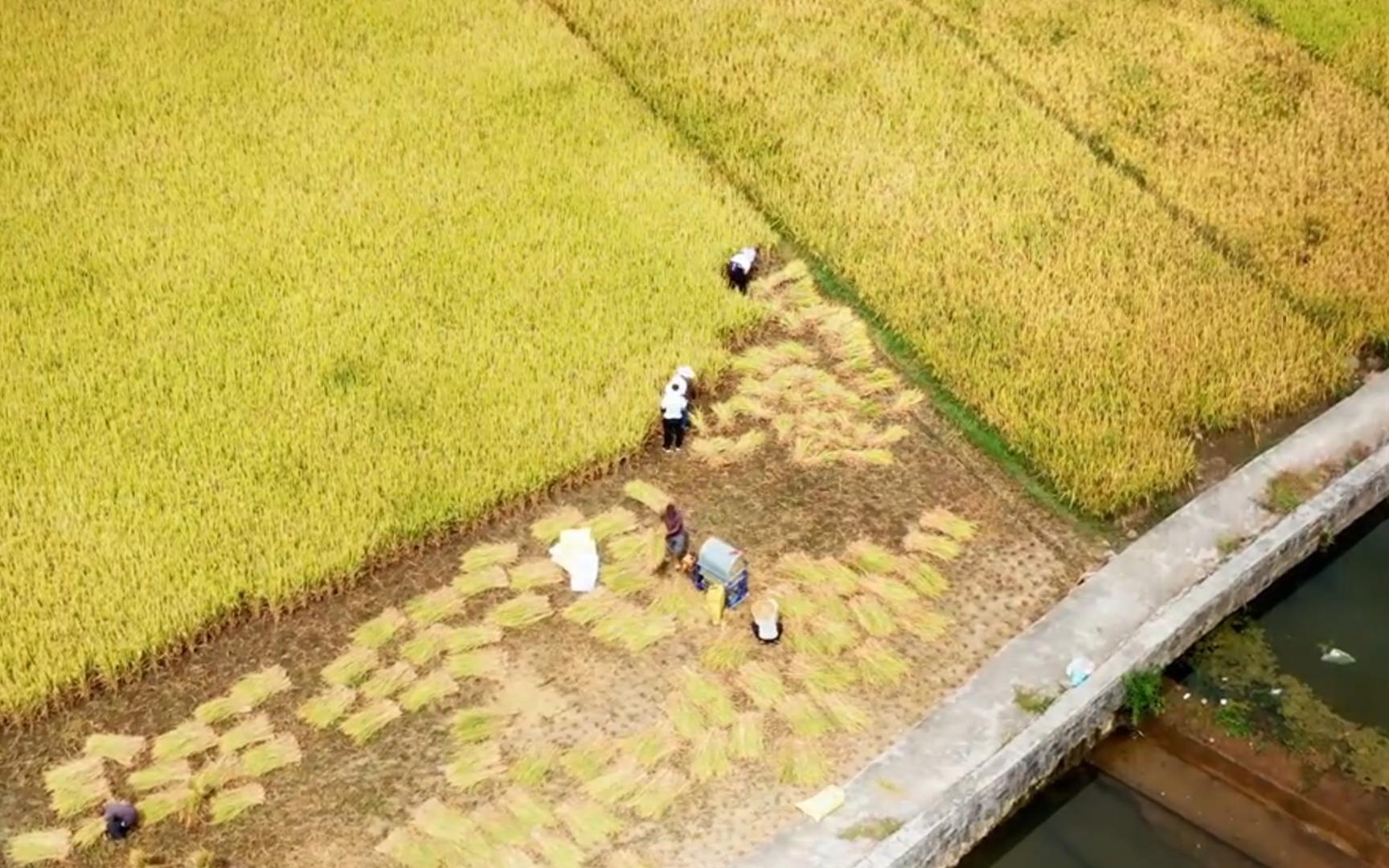 【空镜素材】秋天粮食丰收哔哩哔哩bilibili