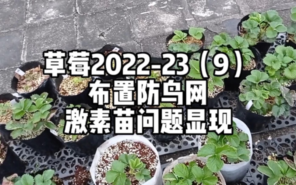 草莓202223(10)布置防鸟网,激素苗问题显现哔哩哔哩bilibili