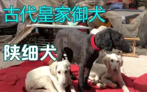 Tải video: 细犬从古流传至今，也是古代皇家御犬，纯种陕细小崽是真漂亮帅气