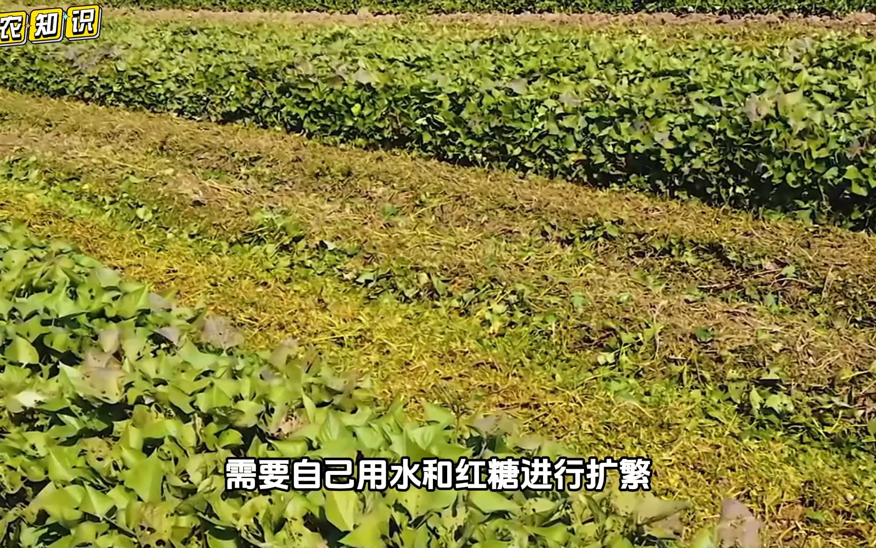 枯草杆菌和哈茨木霉菌、EM菌,到底哪一个效果好?看完你就明白了哔哩哔哩bilibili