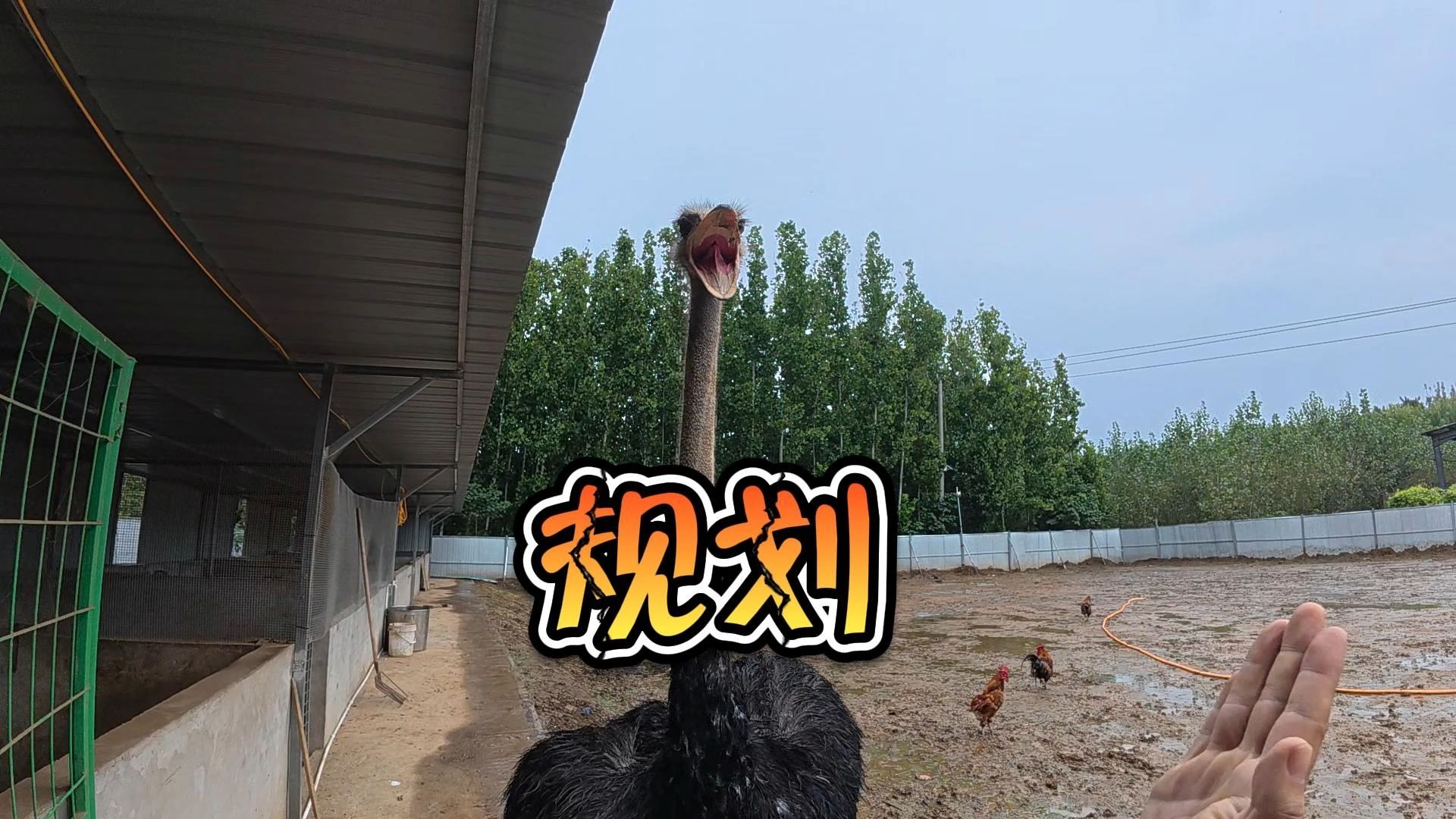 假如你有这么一个院子！