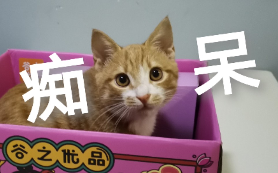 【橘猫】小桔化身好物推荐官哔哩哔哩bilibili