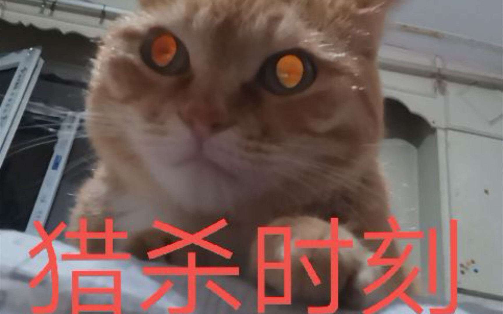 橘猫小勺 不发威真当我是猫?dna觉醒了