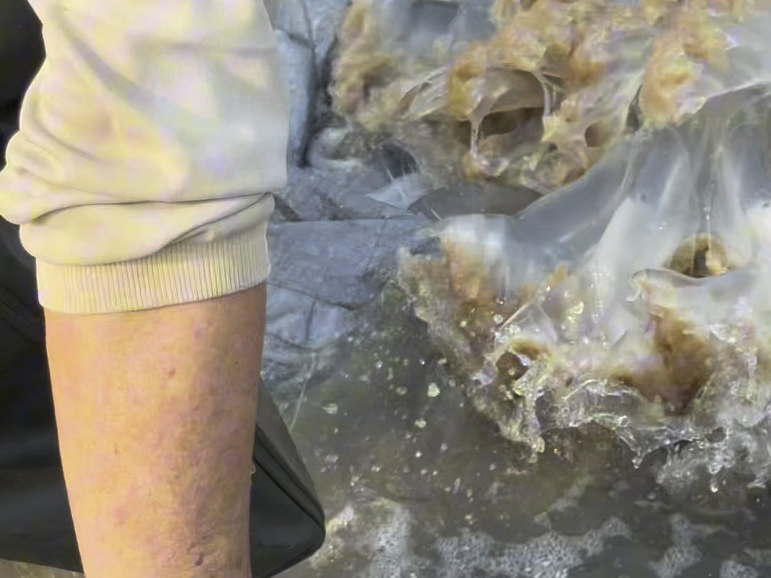 广东人最喜欢的凉拌水母