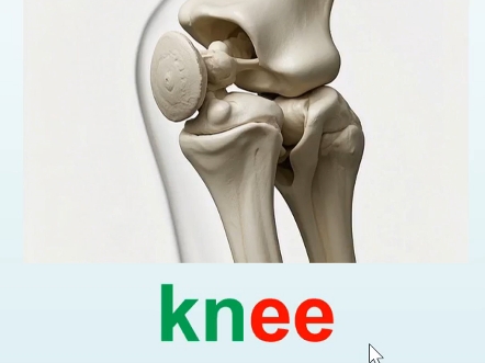 膝盖knee怎么读,英语音标怎样拼