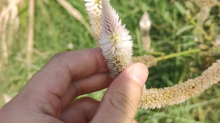 有懂哥,知道这是什么植物吗?
