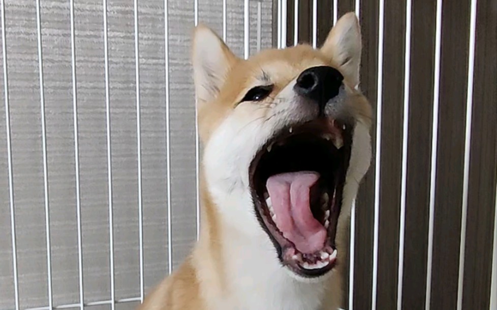 见过这么可爱的小狗哈欠嘛?