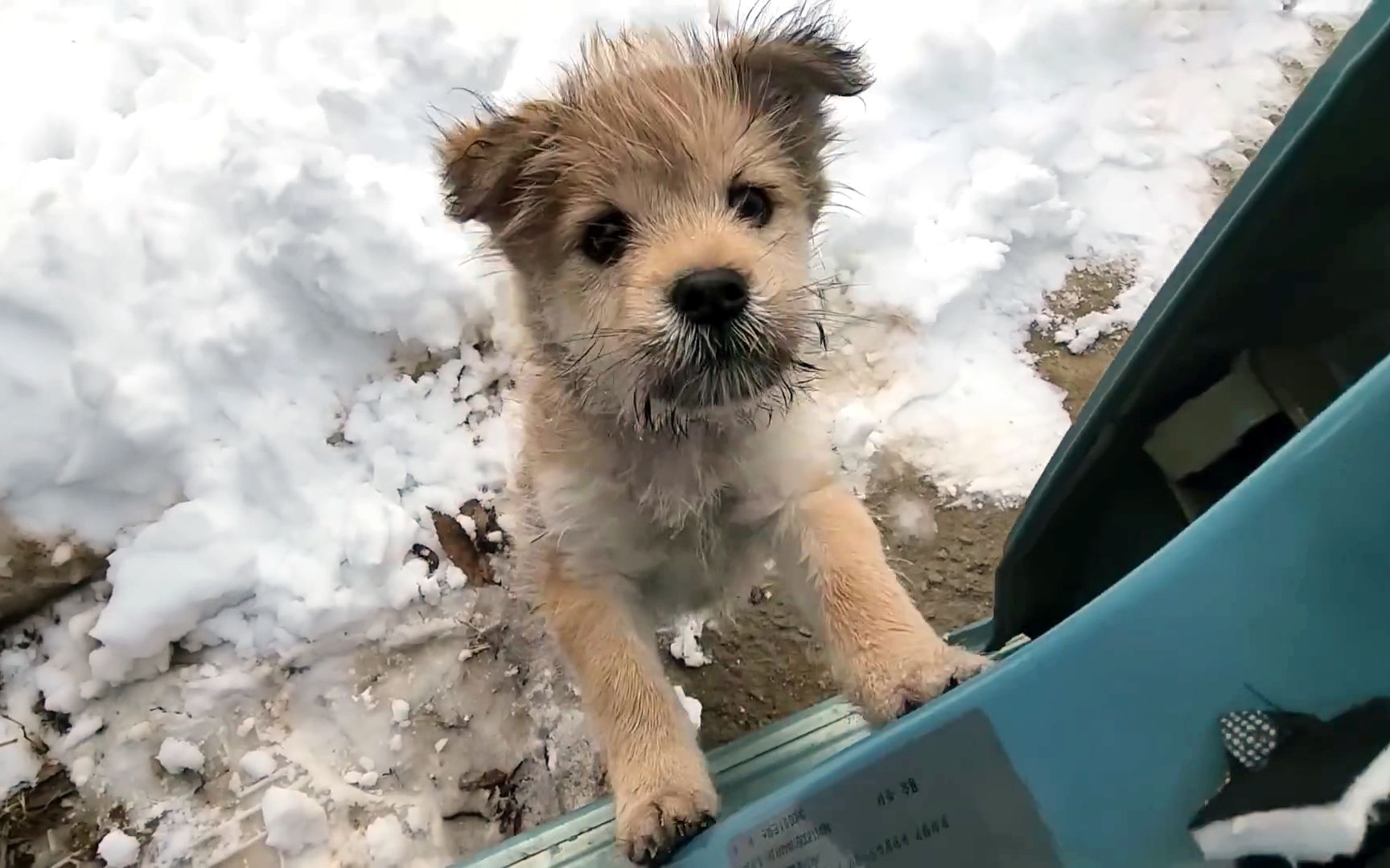 那只在雪地里流浪,扒着车门不放的小流浪狗,终于有人守护了