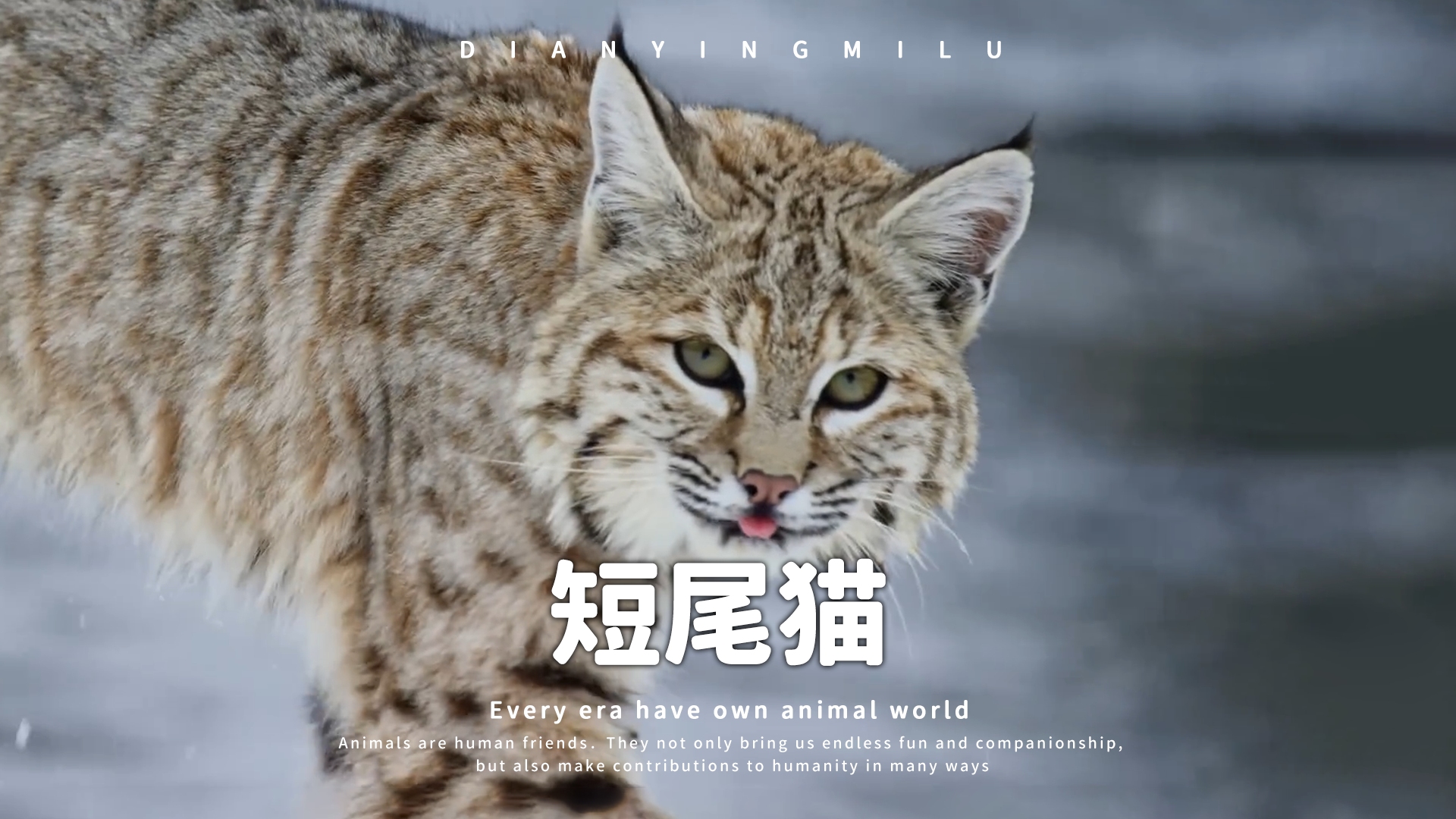 短尾猫:瓦片也有翻身日,饿猫也有饱腹时!