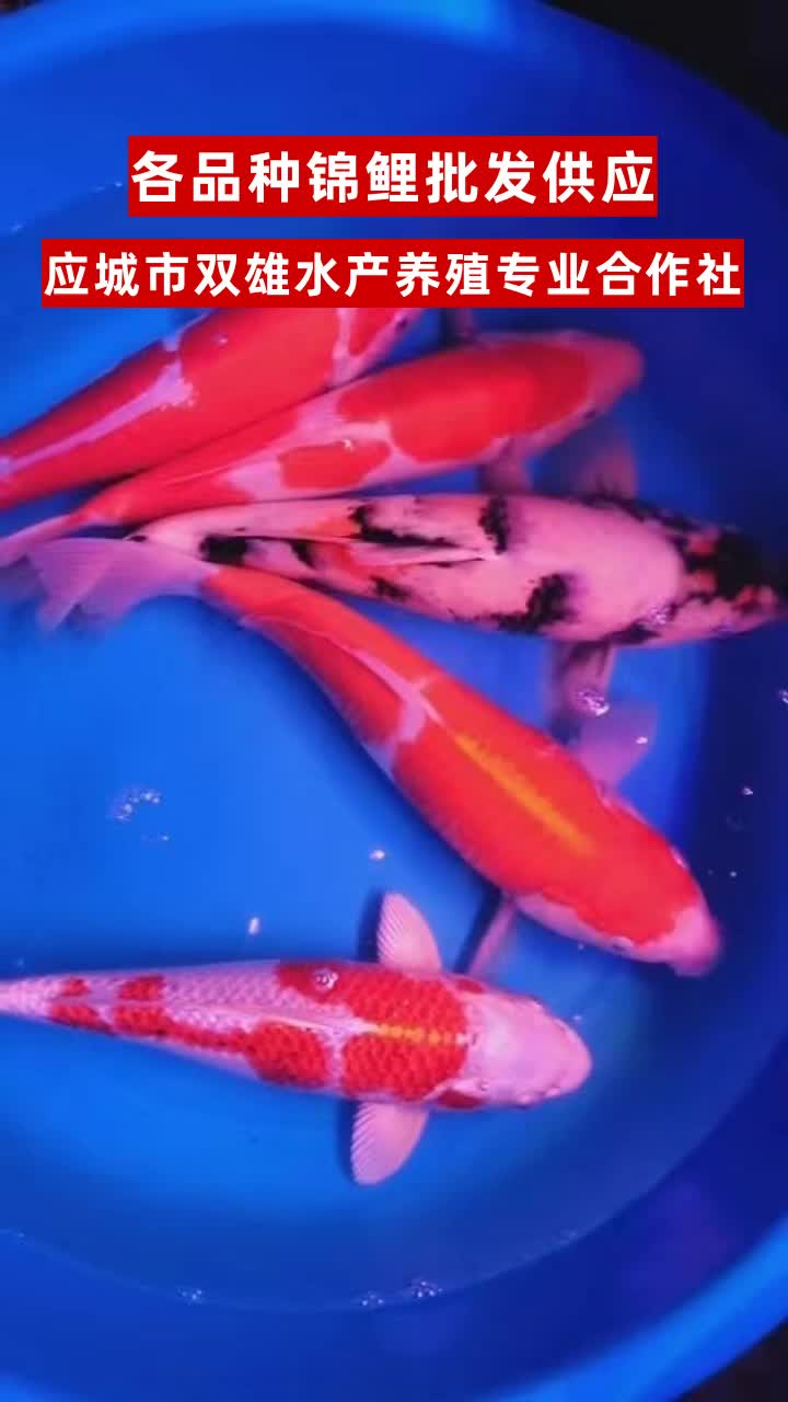 内蒙古国产锦鲤价格 #山西北京锦鲤 #内蒙古北京锦鲤 #北京红白锦鲤