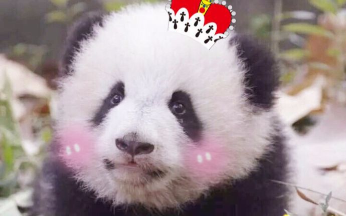 【大熊猫】福来公主的满分背影杀_哔哩哔哩 (゜-゜)つロ 干杯~-bili