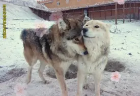 Скачать видео: 当 狼 王 想 和 狼 后 生 二 胎 会 有 什 么 举 动 ？