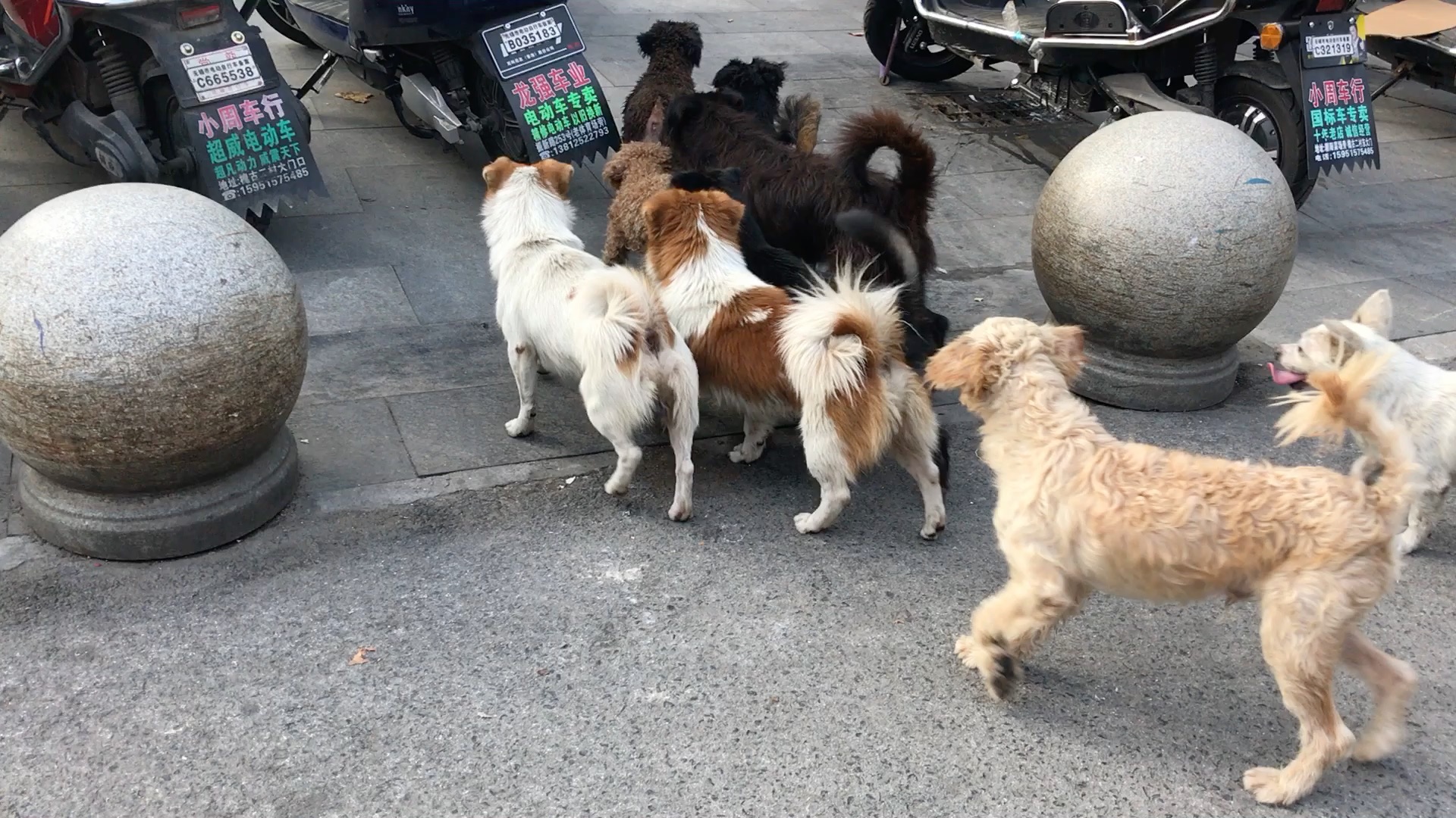 一群狗狗转圈圈