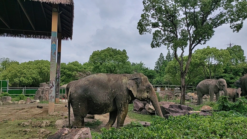上海野生动物园的大象