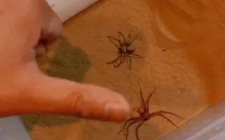 六眼沙蛛 搜索结果 哔哩哔哩 Bilibili