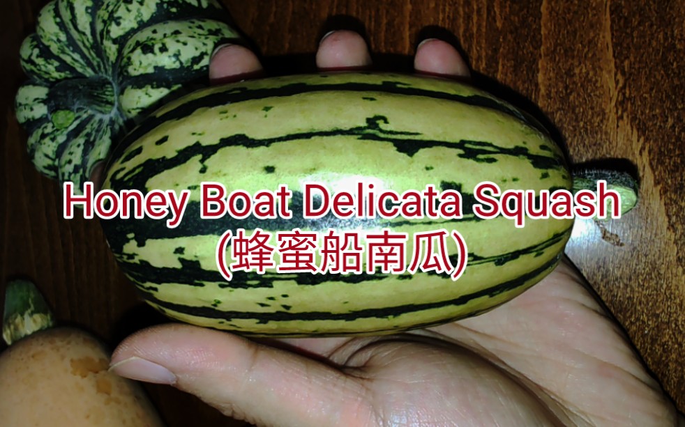 蜂蜜船南瓜(Honey Boat Delicata Squash)哔哩哔哩bilibili