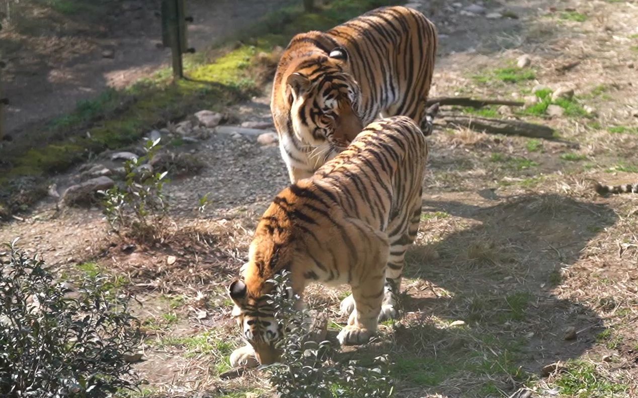 公虎:意思意思得了!大过年的留点面子