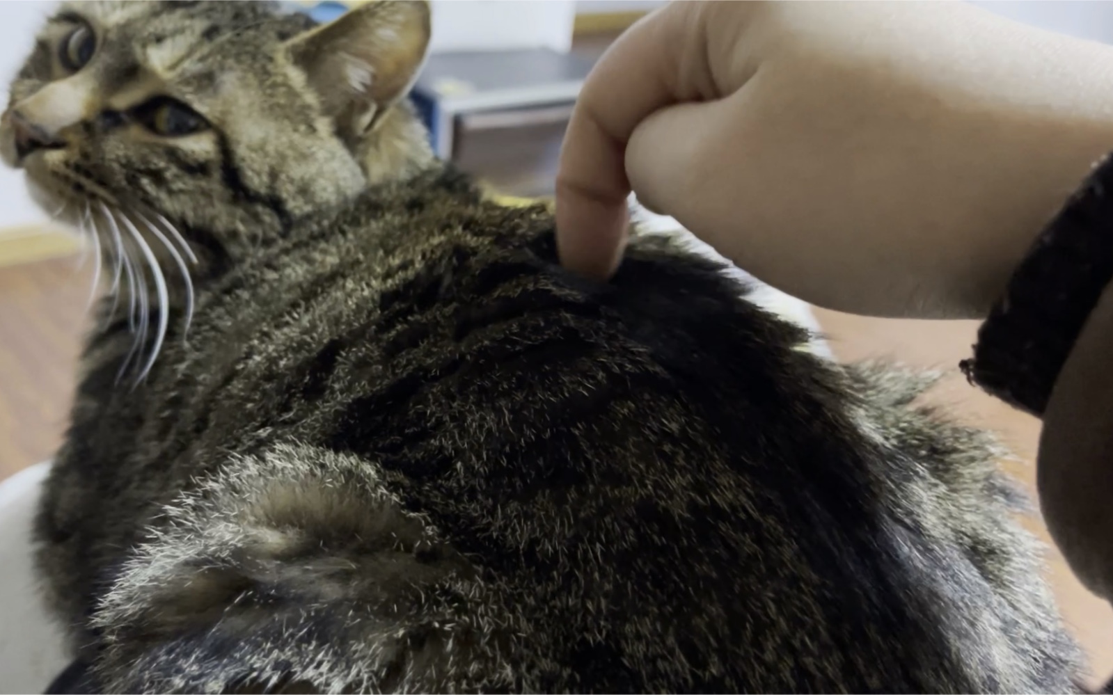 【狸花猫】— 戳戳妞妞脊梁骨