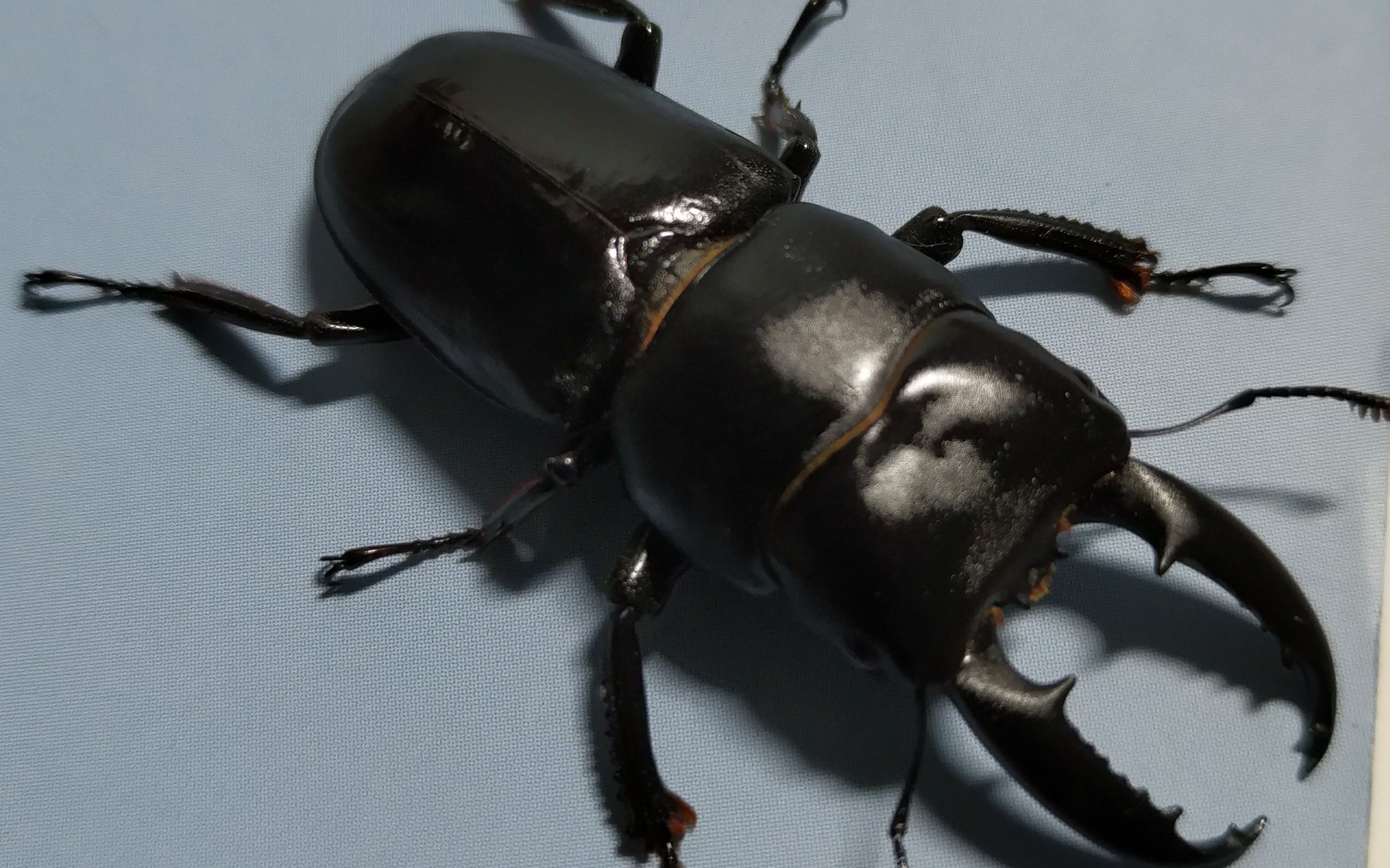 大的黑色甲虫图片