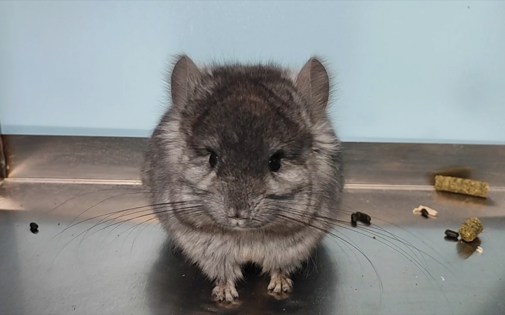 圆头圆脑的小龙猫,听说有人得了可爱侵略症对吗?