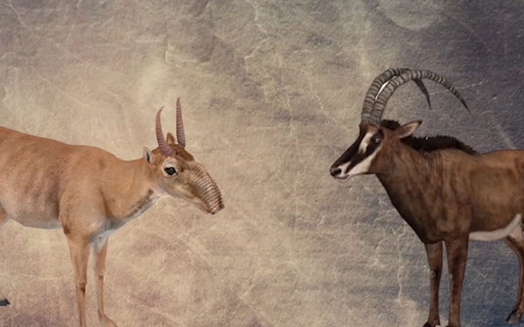 山海经中的"羊患"竟然真实存在?羊角价值上万,差点彻底灭绝