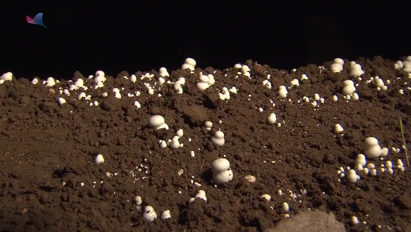 三农牛粪种植双孢菇技术下